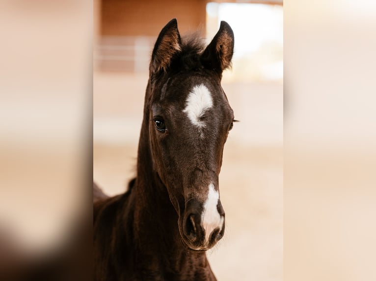 Oostenrijks warmbloed Merrie Veulen (03/2026) 170 cm Zwart in Unterpetersdorf