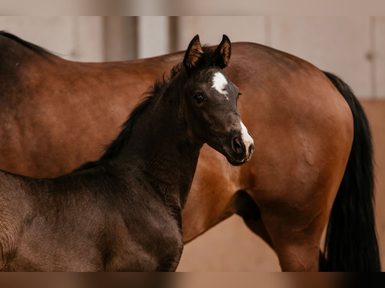 Oostenrijks warmbloed Merrie Veulen (03/2026) 170 cm Zwart in Unterpetersdorf