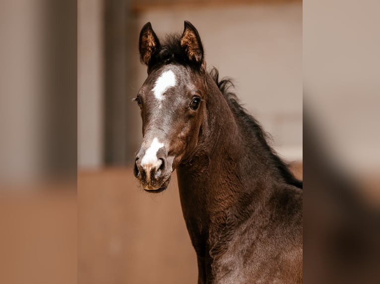 Oostenrijks warmbloed Merrie Veulen (03/2026) 170 cm Zwart in Unterpetersdorf