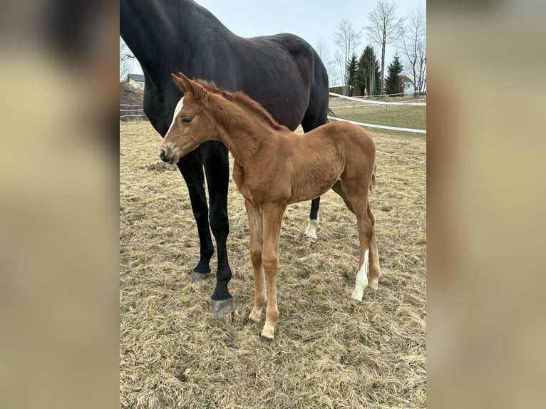 Oostenrijks warmbloed Merrie Veulen (03/2026) 171 cm Vos in Sallingberg