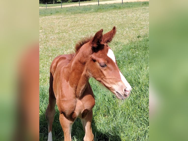 Oostenrijks warmbloed Merrie Veulen (04/2026) 172 cm Vos in Bad Blumau
