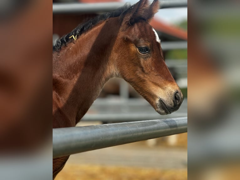 Oostenrijks warmbloed Merrie veulen (05/2024) 173 cm Bruin in Zell an der Pram