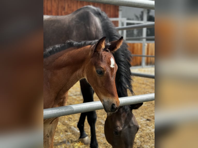 Oostenrijks warmbloed Merrie veulen (05/2024) 173 cm Bruin in Zell an der Pram