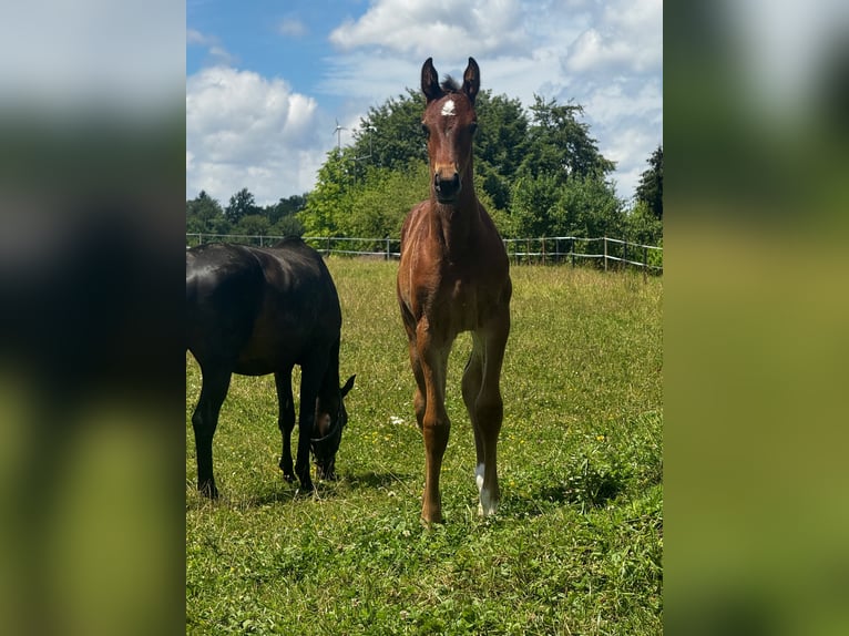 Oostenrijks warmbloed Merrie veulen (05/2024) 173 cm Bruin in Zell an der Pram