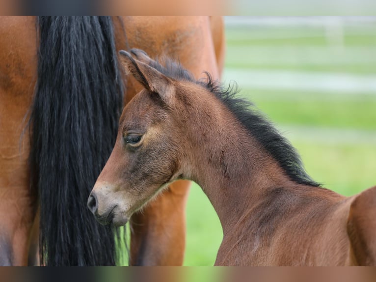 Oostenrijks warmbloed Merrie veulen (05/2024) Bruin in Haag am Hausruck