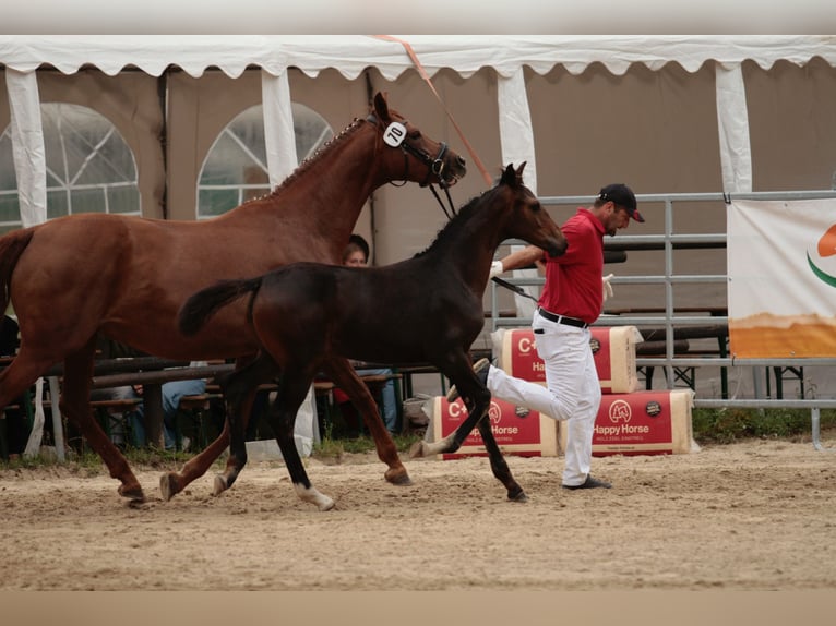 Oostenrijks warmbloed Merrie Veulen (05/2025) Donkerbruin in Laaben