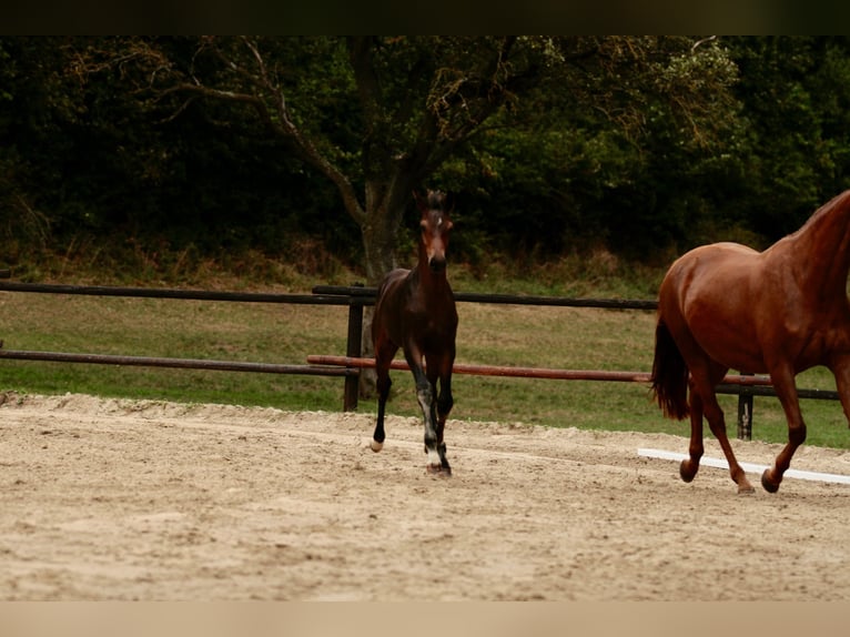 Oostenrijks warmbloed Merrie Veulen (05/2025) Donkerbruin in Laaben