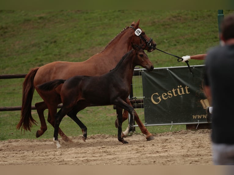 Oostenrijks warmbloed Merrie Veulen (05/2025) Donkerbruin in Laaben