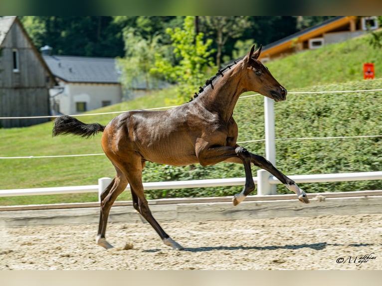 Oostenrijks warmbloed Merrie Veulen (04/2026) Donkerbruin in Klöch