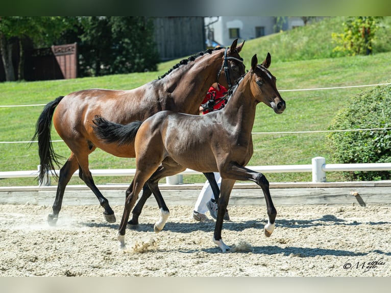 Oostenrijks warmbloed Merrie Veulen (04/2026) Donkerbruin in Klöch