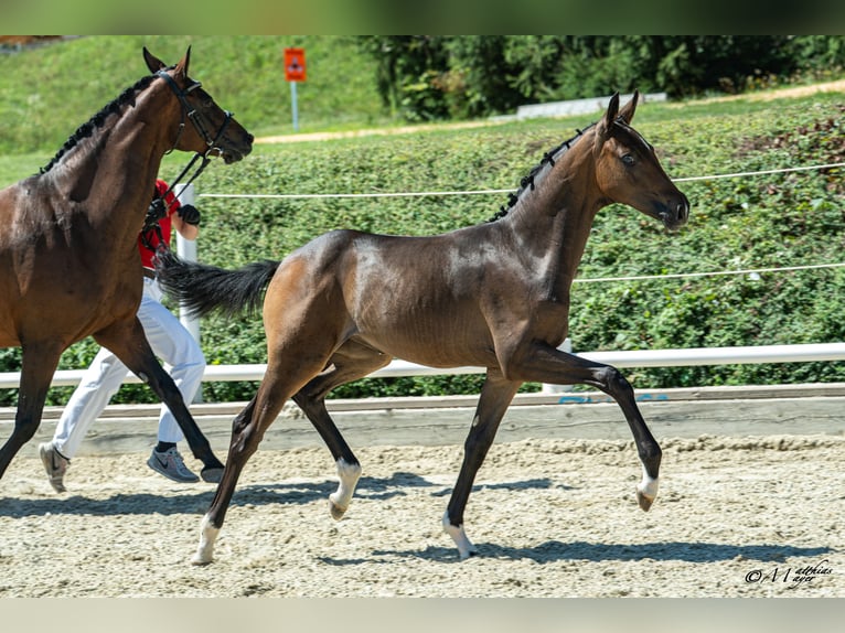 Oostenrijks warmbloed Merrie Veulen (04/2026) Donkerbruin in Klöch