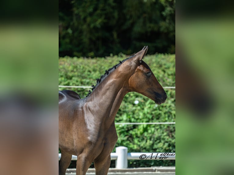 Oostenrijks warmbloed Merrie Veulen (04/2026) Donkerbruin in Klöch
