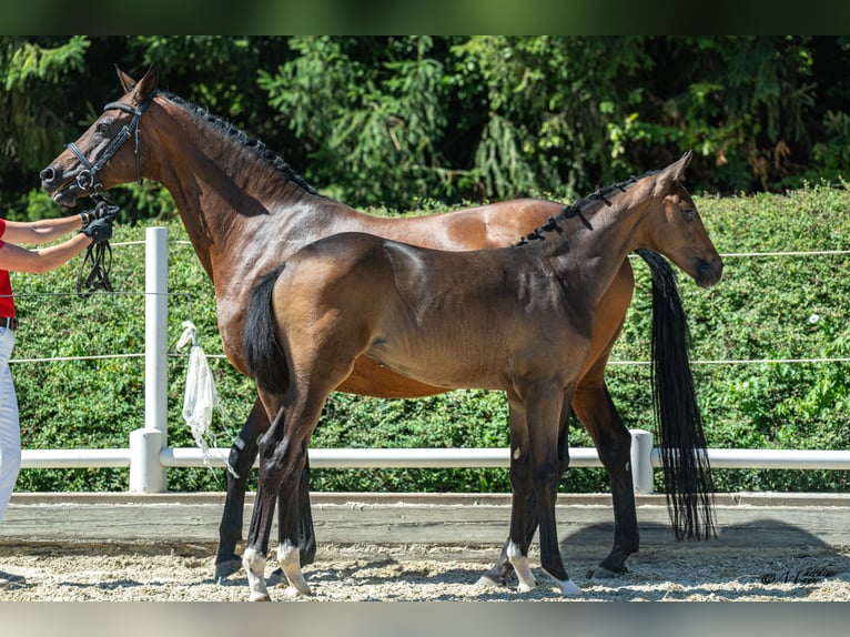 Oostenrijks warmbloed Merrie Veulen (04/2026) Donkerbruin in Klöch