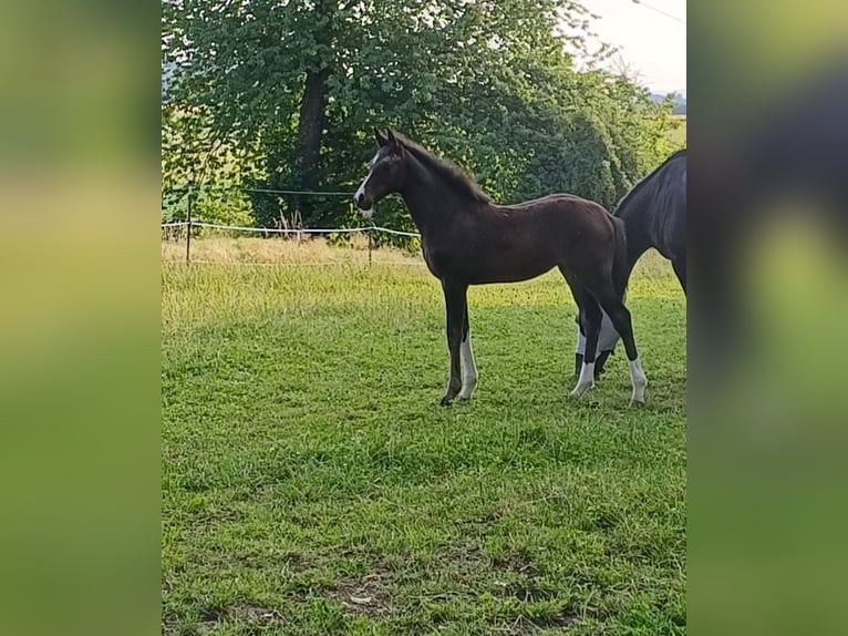 Oostenrijks warmbloed Merrie Veulen (03/2025) Donkerbruin in Unterwald