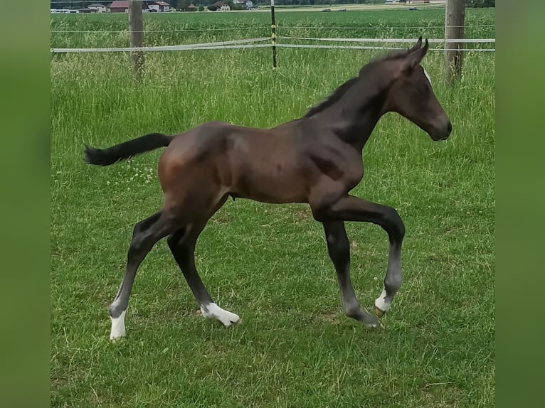 Oostenrijks warmbloed Merrie Veulen (06/2026) Donkere-vos in Neue Heimat