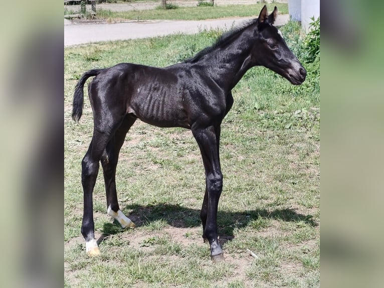 Oostenrijks warmbloed Merrie Veulen (06/2026) Donkere-vos in Neue Heimat