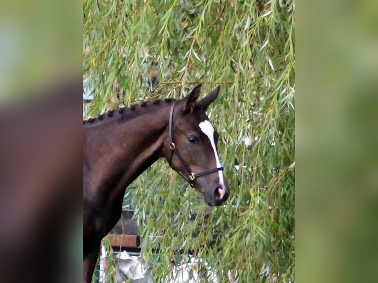 Oostenrijks warmbloed Merrie Veulen (04/2026) Donkere-vos in Frankenburg am Hausruck