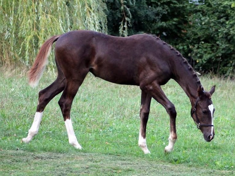 Oostenrijks warmbloed Merrie Veulen (04/2026) Donkere-vos in Frankenburg am Hausruck