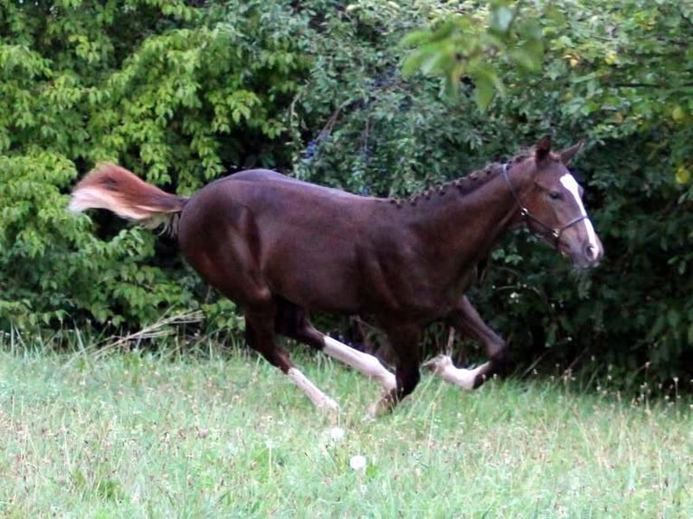 Oostenrijks warmbloed Merrie Veulen (04/2026) Donkere-vos in Frankenburg am Hausruck