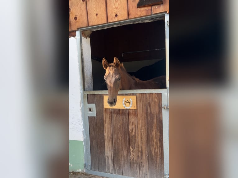 Oostenrijks warmbloed Merrie Veulen (05/2025) Donkere-vos in M&#xFC;hlen