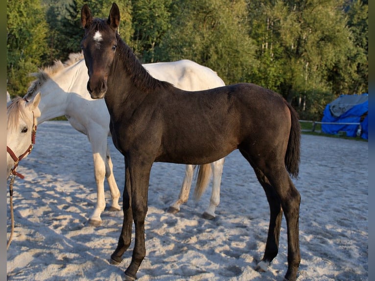 Oostenrijks warmbloed Merrie Veulen (06/2026) kan schimmel zijn in Selzthal