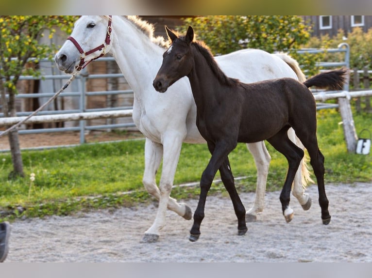 Oostenrijks warmbloed Merrie Veulen (06/2026) kan schimmel zijn in Selzthal