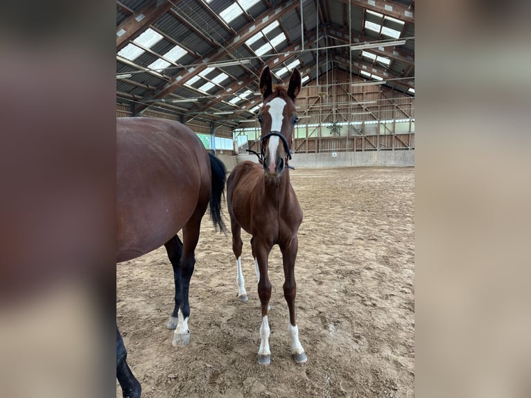 Oostenrijks warmbloed Merrie Veulen (04/2025) in Aurolzm&#xFC;nster