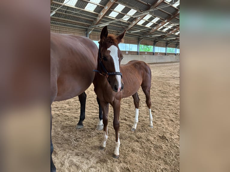 Oostenrijks warmbloed Merrie Veulen (04/2025) in Aurolzm&#xFC;nster
