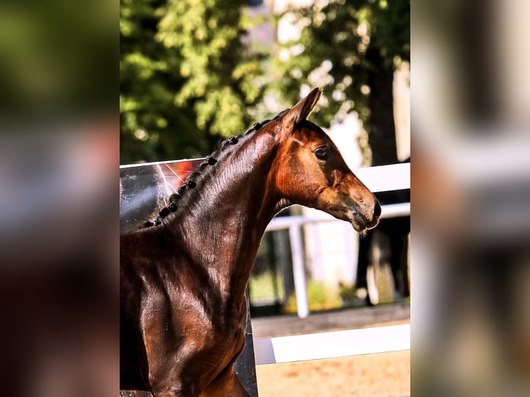 Oostenrijks warmbloed Merrie Veulen (03/2025) Zwart in Tr&#xF6;stlberg