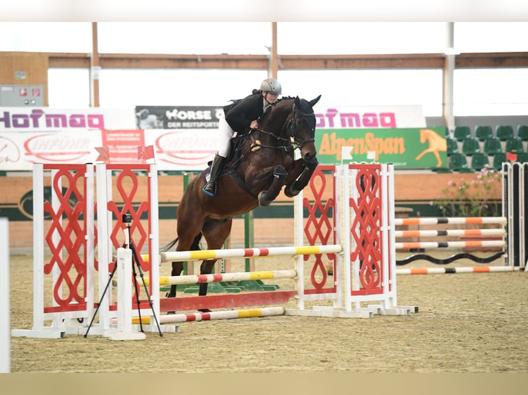 Oostenrijks warmbloed Ruin 10 Jaar 170 cm Bruin in Ebreichsdorf