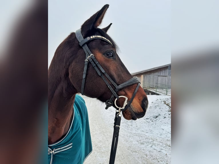 Oostenrijks warmbloed Ruin 10 Jaar 172 cm Donkerbruin in Eberschwang