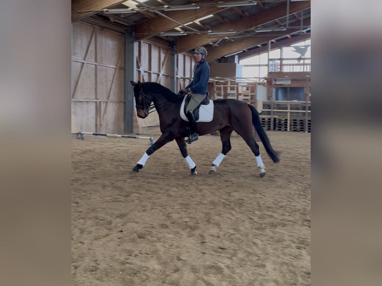 Oostenrijks warmbloed Ruin 10 Jaar 172 cm Donkerbruin in Eberschwang