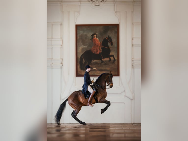 Oostenrijks warmbloed Ruin 10 Jaar 175 cm Bruin in Graz