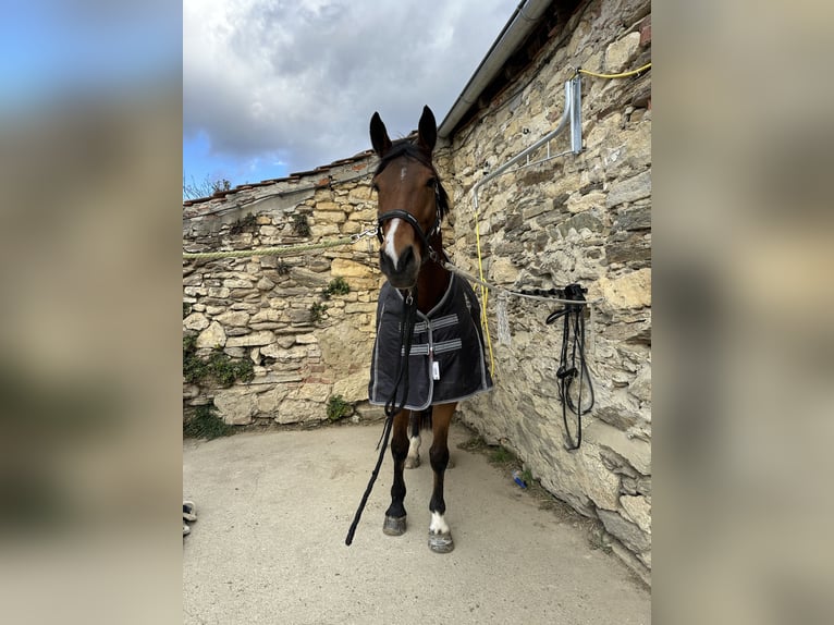 Oostenrijks warmbloed Ruin 10 Jaar 176 cm Bruin in Hartberg