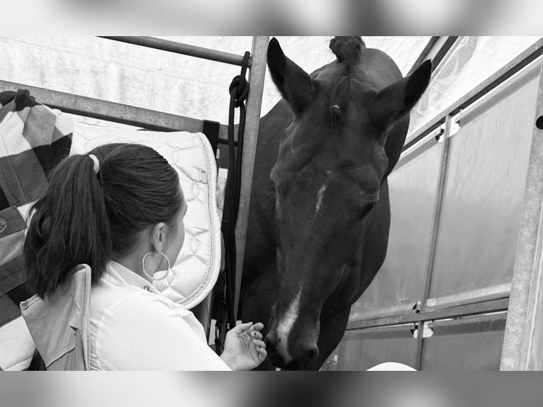 Oostenrijks warmbloed Ruin 10 Jaar 176 cm Bruin in Hartberg