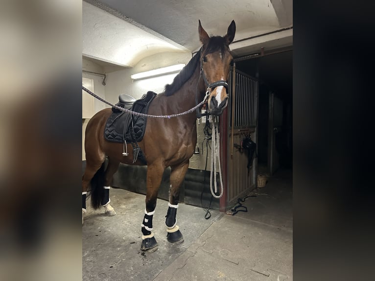 Oostenrijks warmbloed Ruin 10 Jaar 176 cm Bruin in Hartberg