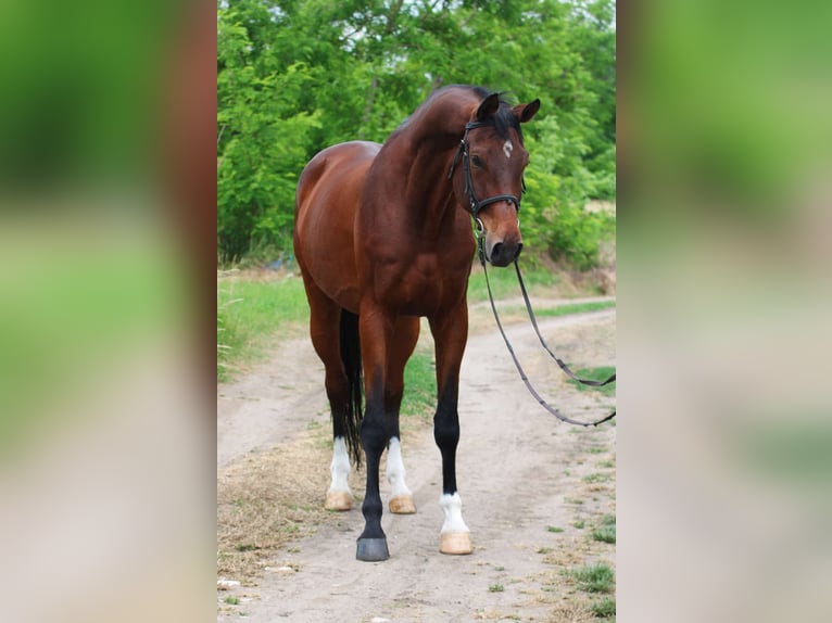 Oostenrijks warmbloed Ruin 10 Jaar 178 cm Donkerbruin in Fintel