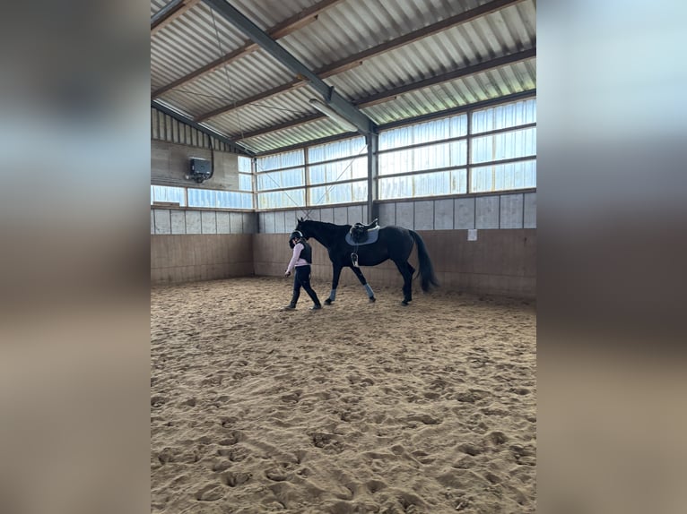 Oostenrijks warmbloed Ruin 10 Jaar 178 cm Zwart in Warendorf