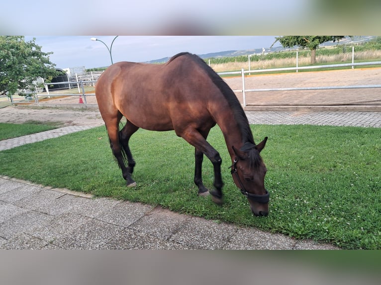 Oostenrijks warmbloed Ruin 11 Jaar 163 cm Donkerbruin in Waidhofen an der thaya
