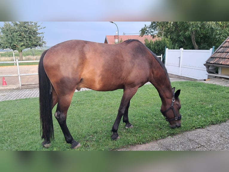 Oostenrijks warmbloed Ruin 11 Jaar 163 cm Donkerbruin in Waidhofen an der thaya