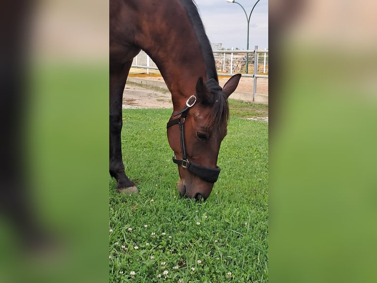 Oostenrijks warmbloed Ruin 11 Jaar 163 cm Donkerbruin in Waidhofen an der thaya