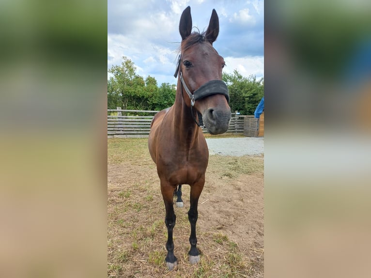 Oostenrijks warmbloed Ruin 11 Jaar 163 cm Donkerbruin in Waidhofen an der thaya