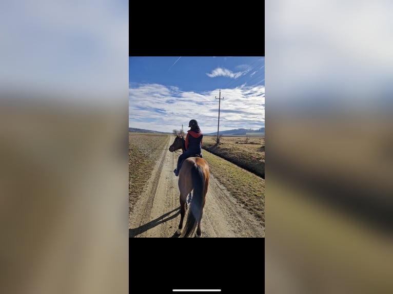 Oostenrijks warmbloed Ruin 11 Jaar 165 cm Bruin in Bad Blumau