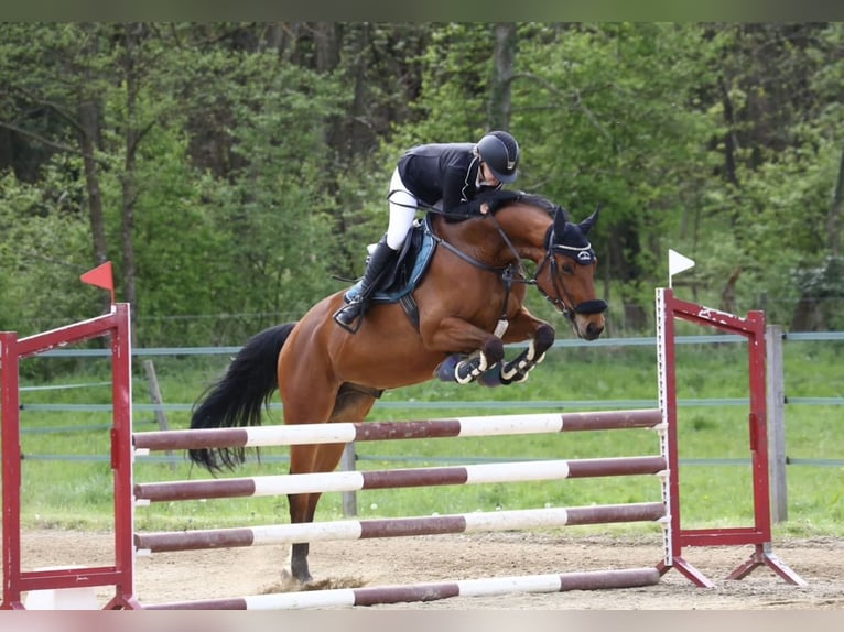 Oostenrijks warmbloed Ruin 11 Jaar 165 cm Bruin in Bad Blumau