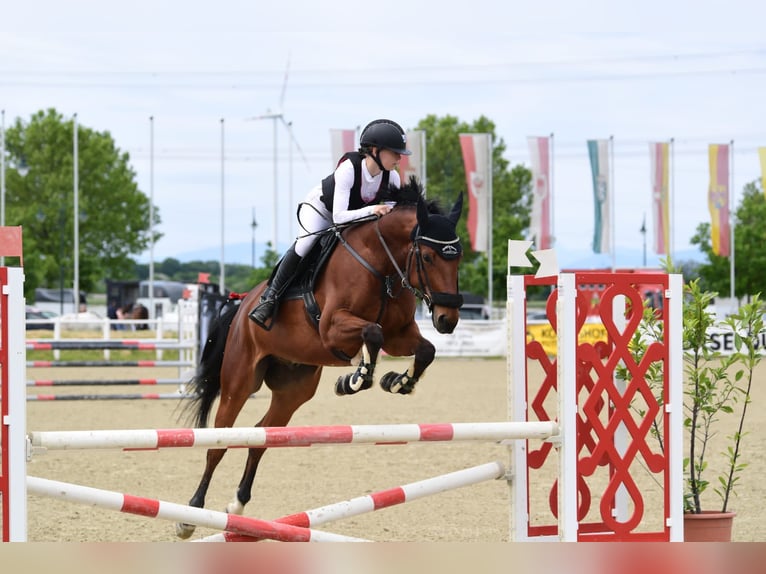 Oostenrijks warmbloed Ruin 11 Jaar 165 cm Bruin in Bad Blumau