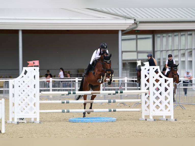 Oostenrijks warmbloed Ruin 11 Jaar 165 cm Bruin in Bad Blumau