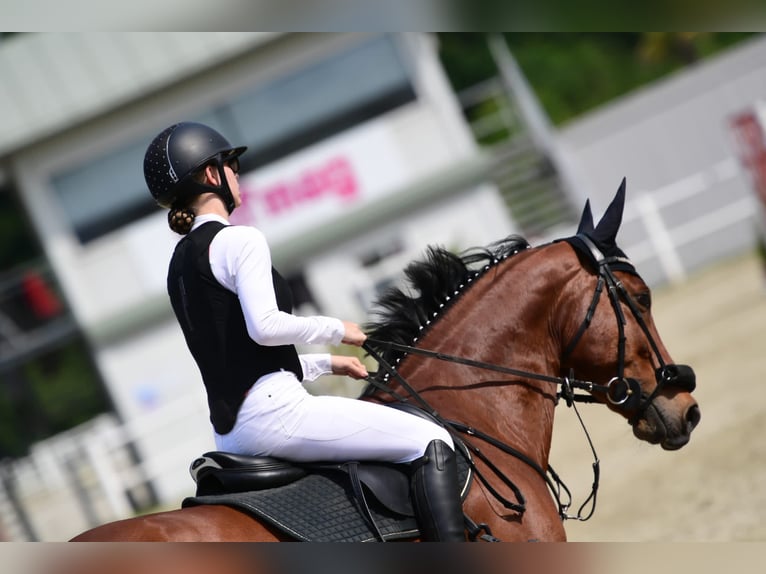 Oostenrijks warmbloed Ruin 11 Jaar 165 cm Bruin in Bad Blumau