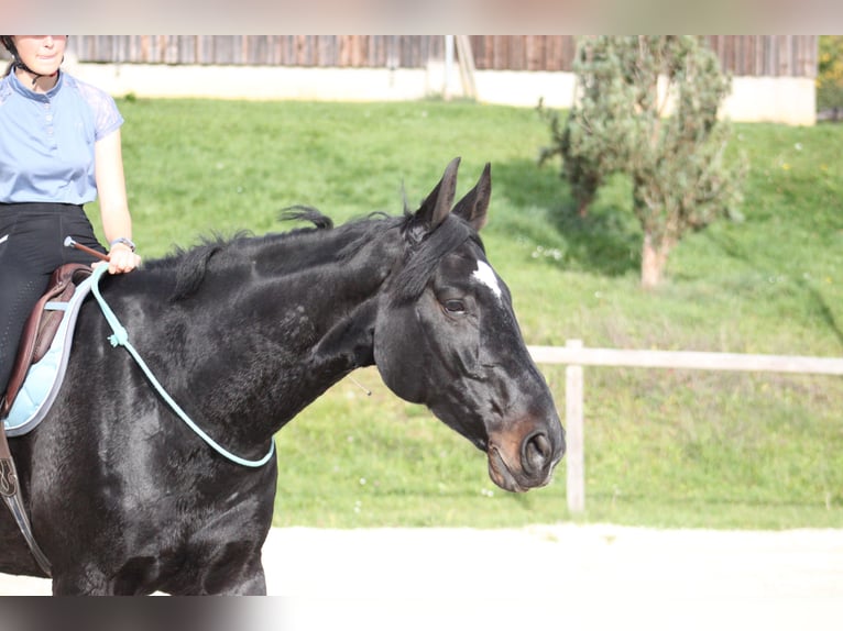 Oostenrijks warmbloed Ruin 11 Jaar 174 cm Zwart in Talheim