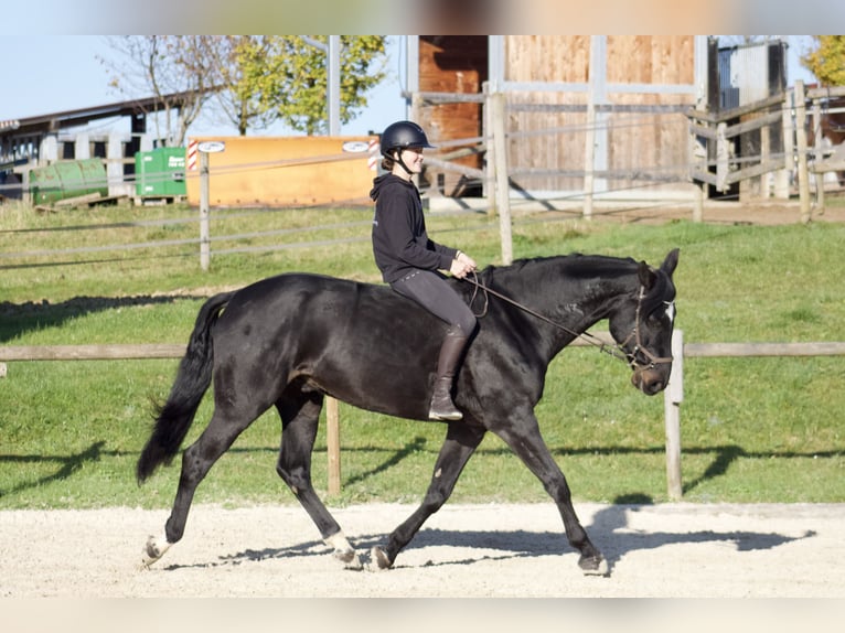 Oostenrijks warmbloed Ruin 11 Jaar 174 cm Zwart in Talheim