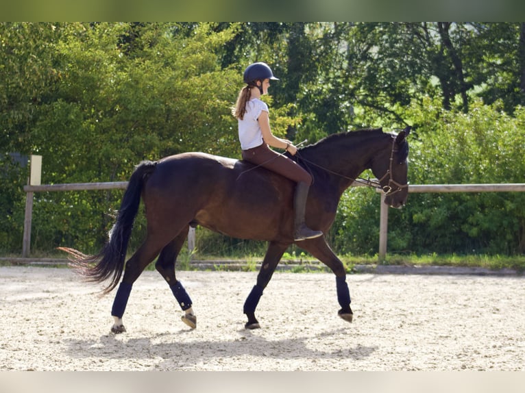 Oostenrijks warmbloed Ruin 11 Jaar 174 cm Zwart in Talheim